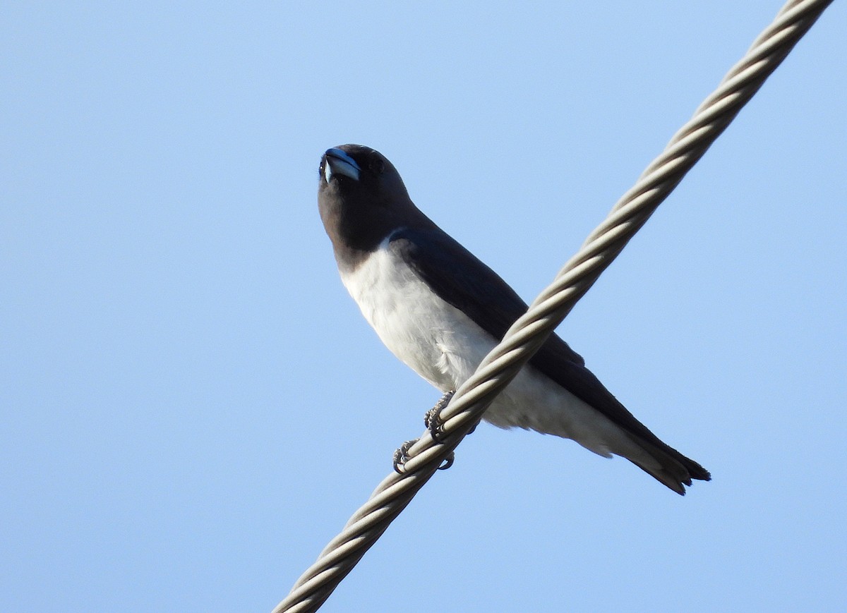 Weißbauch-Schwalbenstar - ML644398951