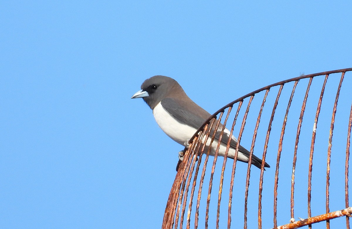 White-breasted Woodswallow - ML644398952