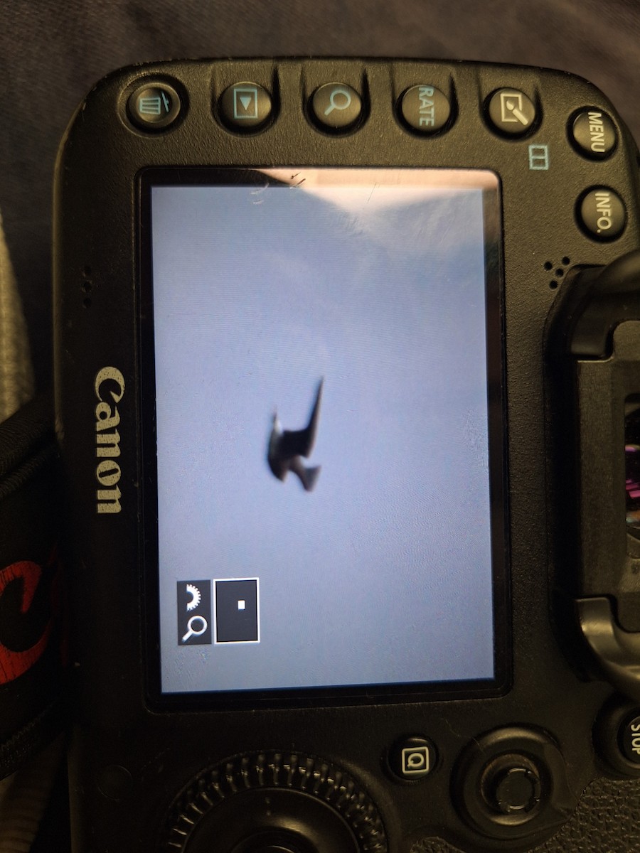 Oriental Pratincole - ML644398953