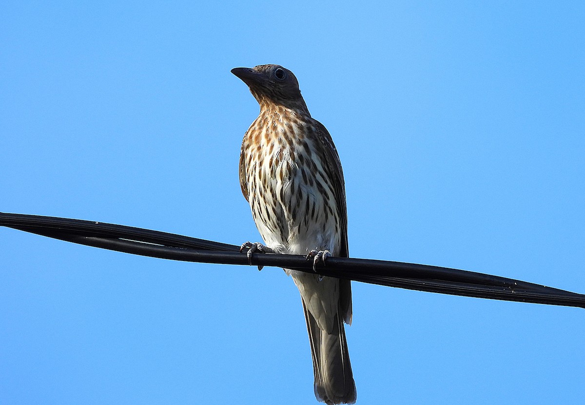 Australasian Figbird - ML644398954