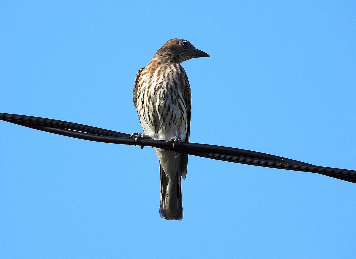 Australasian Figbird - ML644398955
