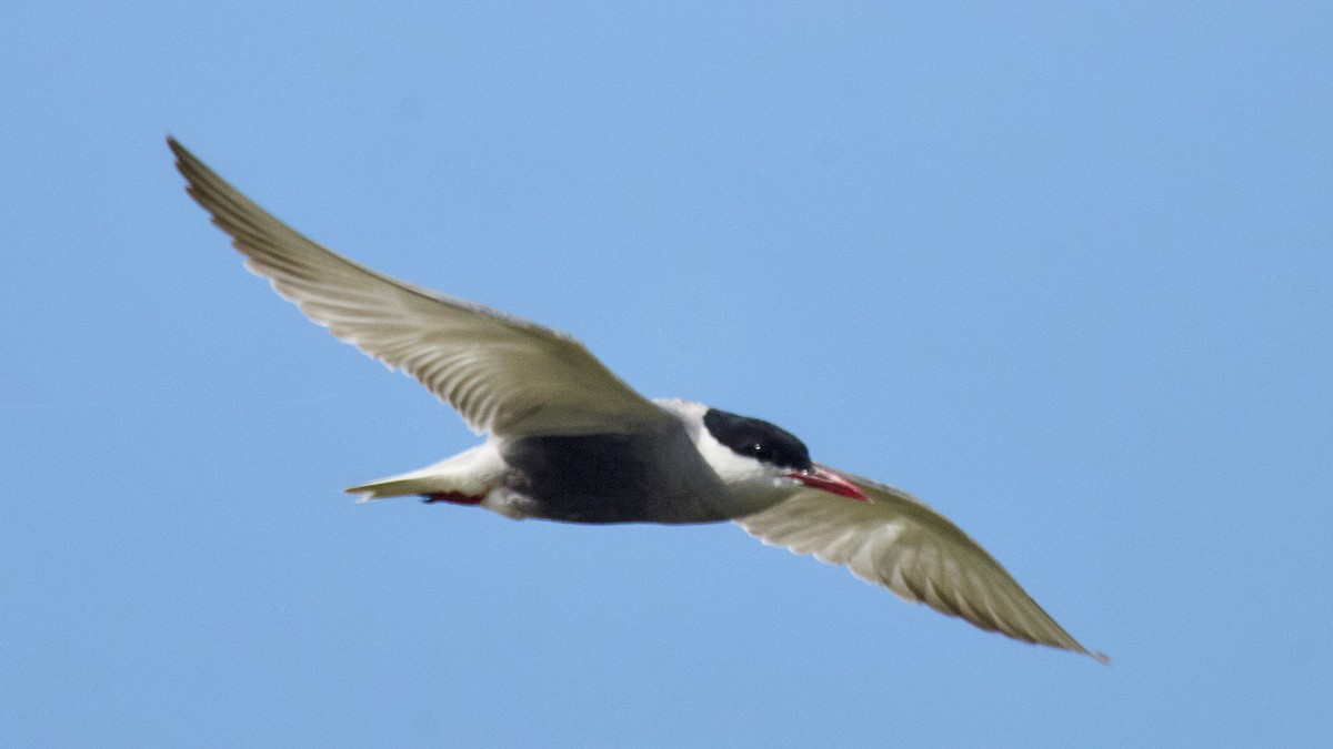 Whiskered Tern - ML644398956