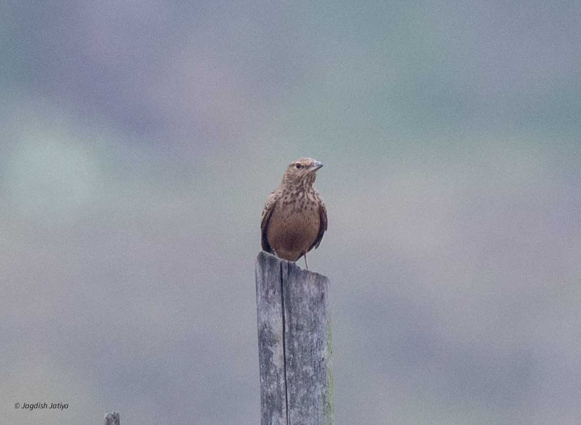 Rufous-tailed Lark - ML644398957