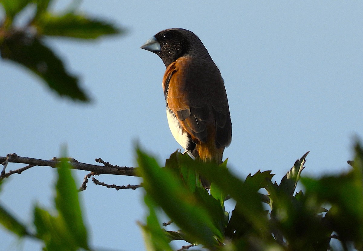 Chestnut-breasted Munia - ML644398958