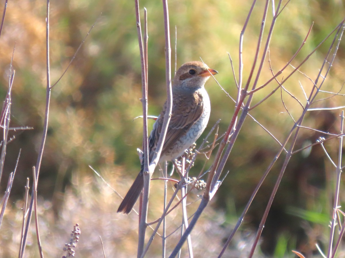 Red-backed Shrike - ML644398959