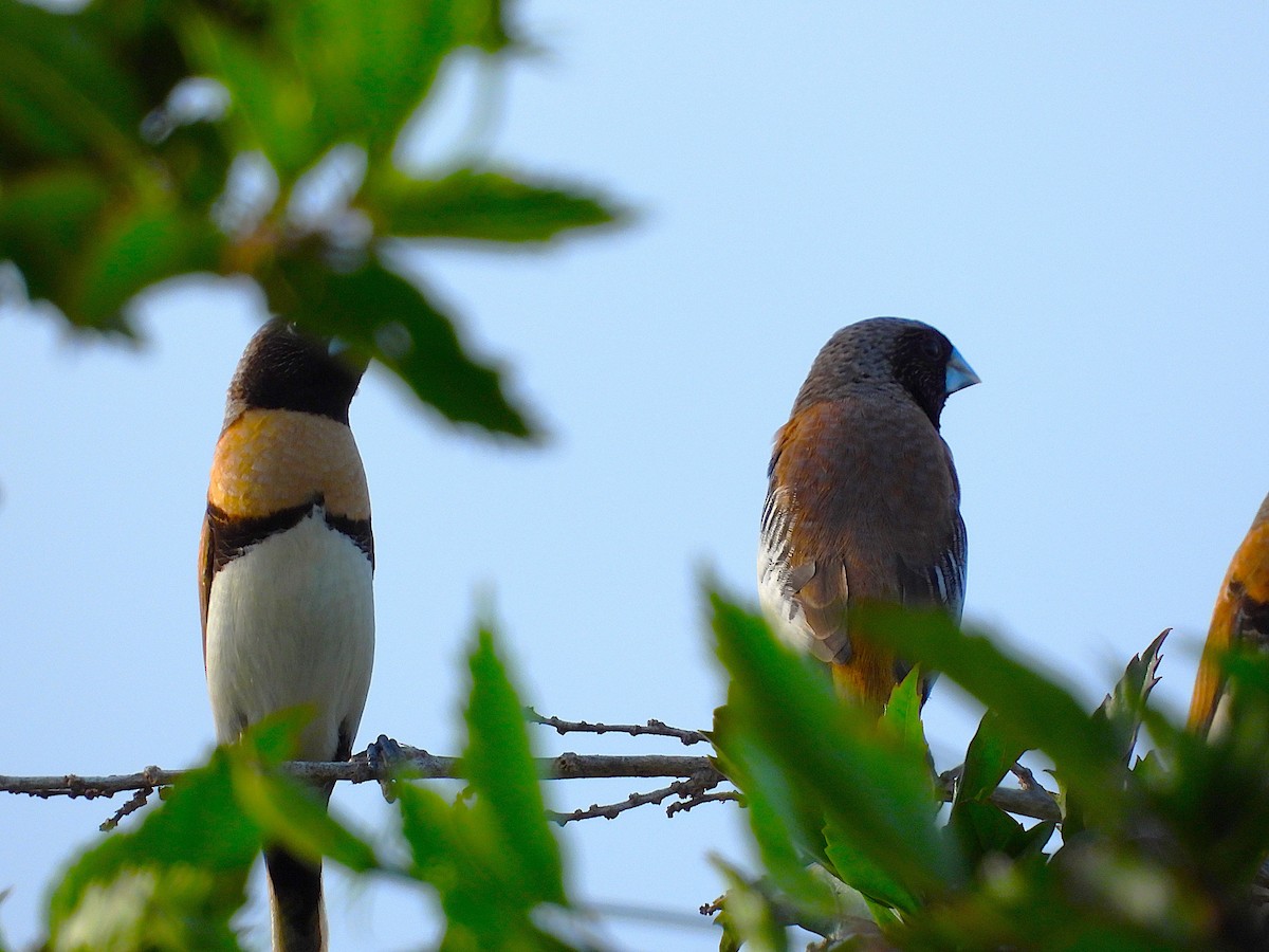 Chestnut-breasted Munia - ML644398960
