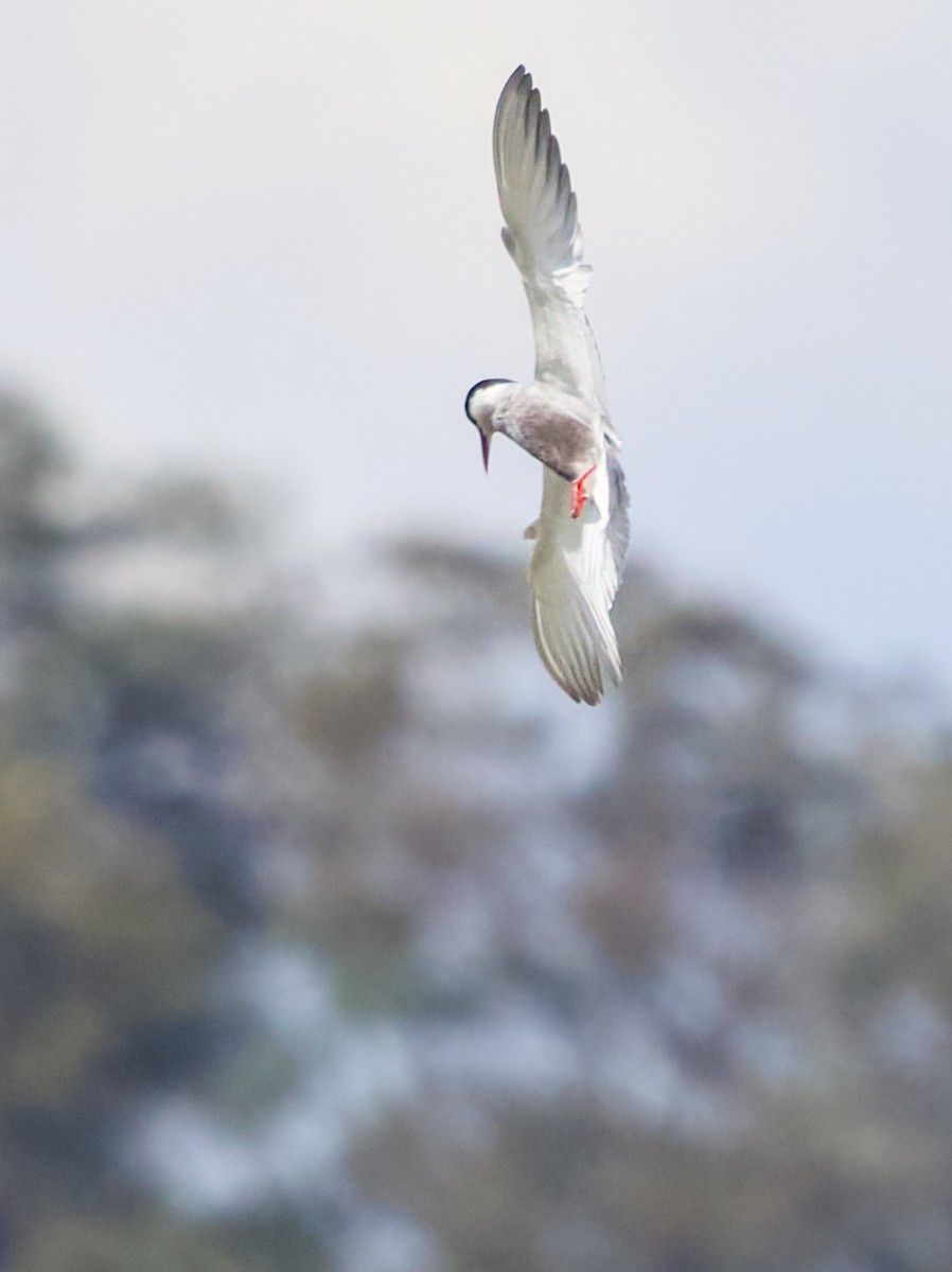 Whiskered Tern - ML644398961