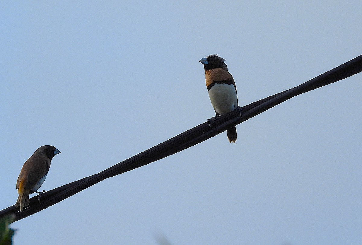 Chestnut-breasted Munia - ML644398962