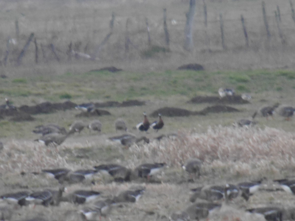 Red-breasted Goose - ML644398963