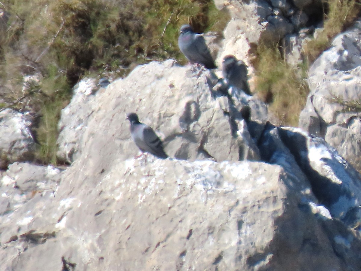 Rock Pigeon - ML644398964