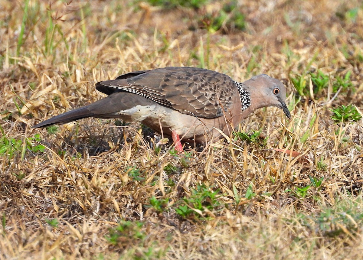 Spotted Dove - ML644398965