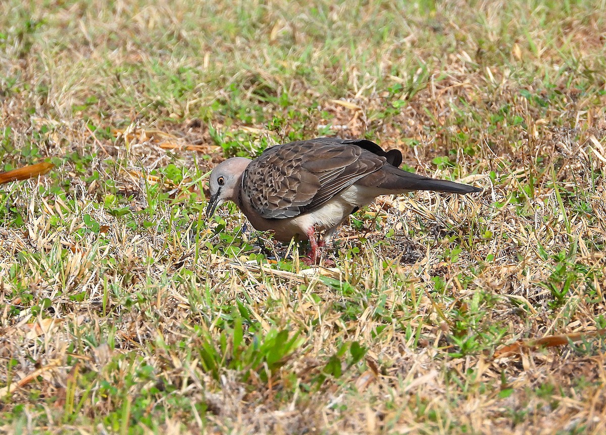 Spotted Dove - ML644398967