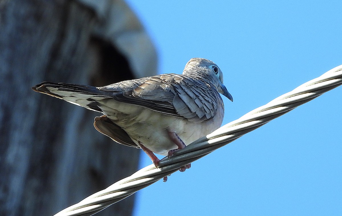 Peaceful Dove - ML644398969