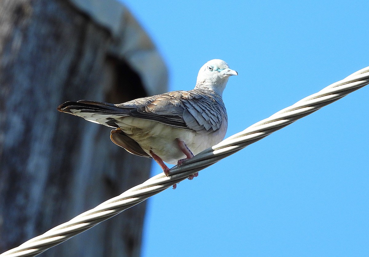 Peaceful Dove - ML644398970