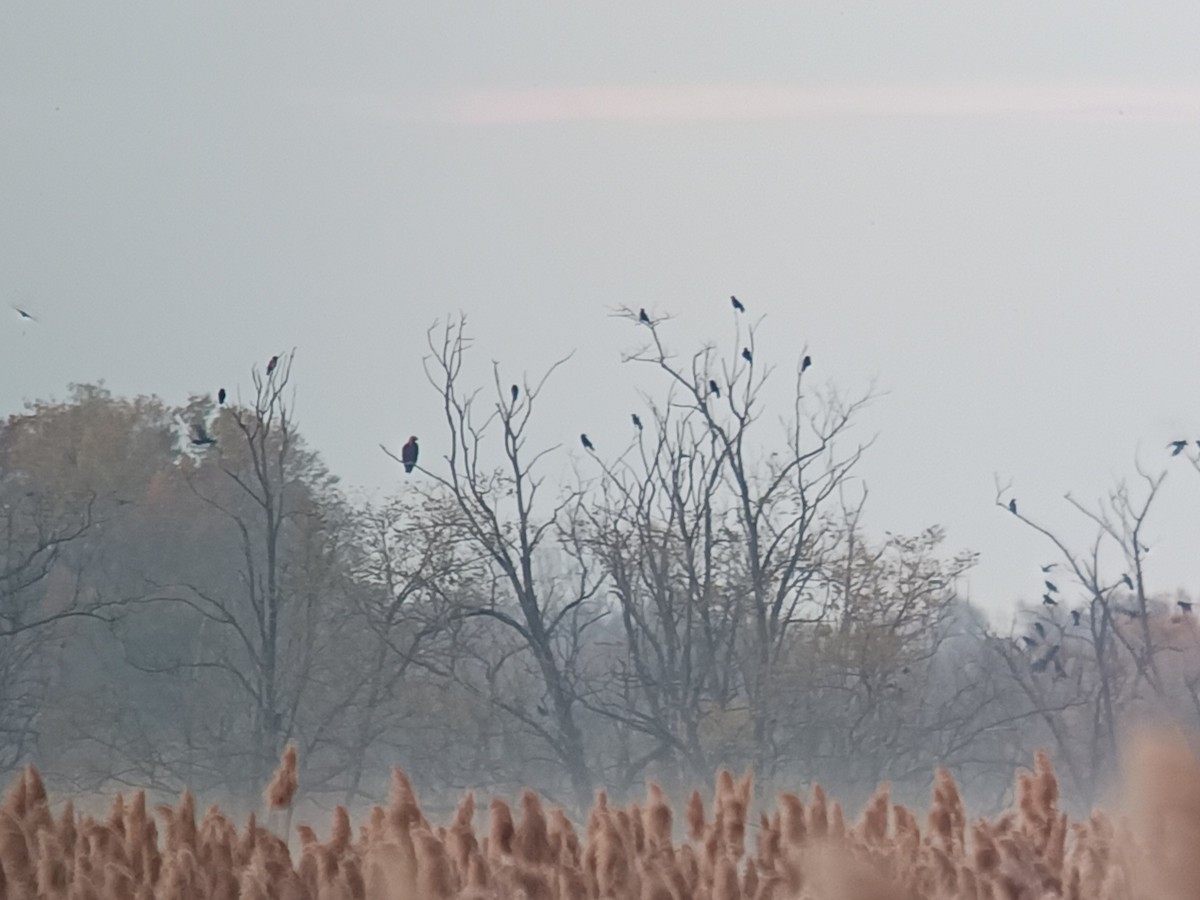 Imperial Eagle - ML644398971