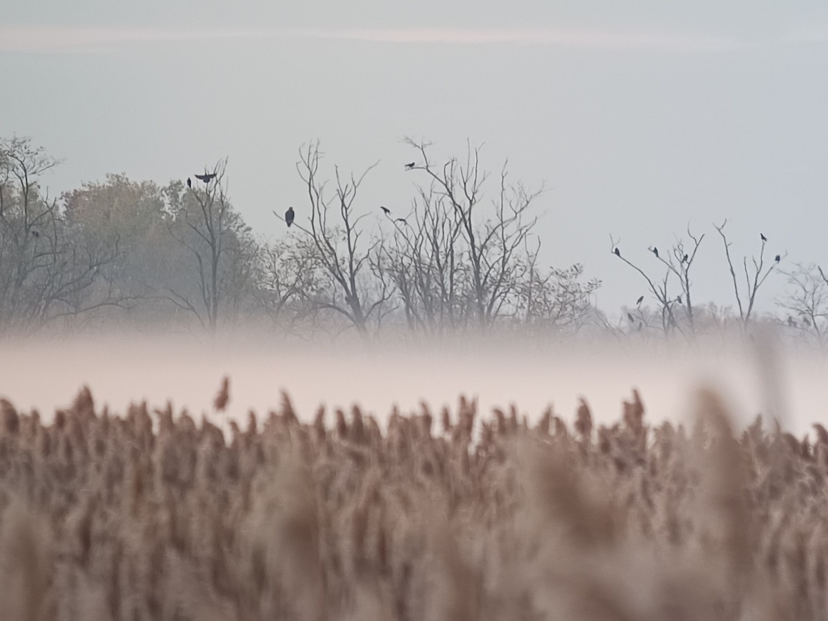 Imperial Eagle - ML644398972