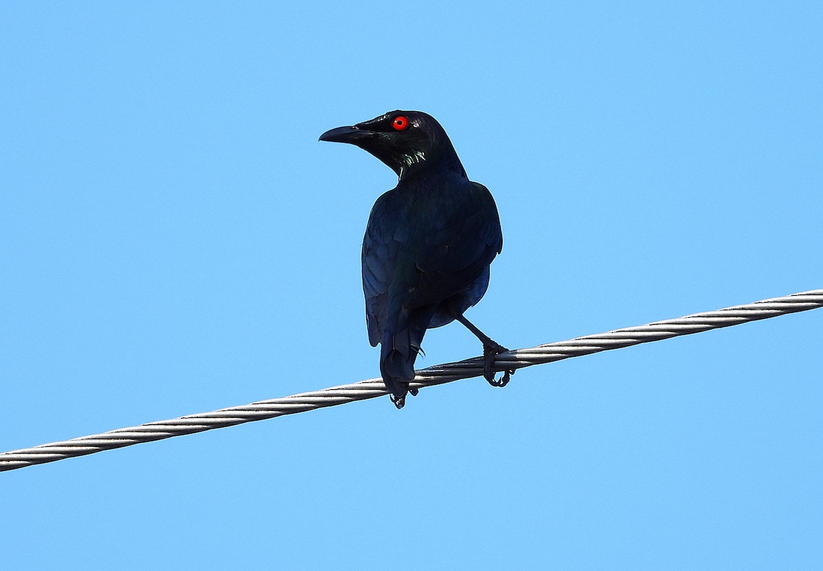Metallic Starling - ML644398973