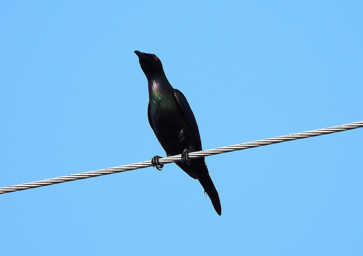 Metallic Starling - ML644398974