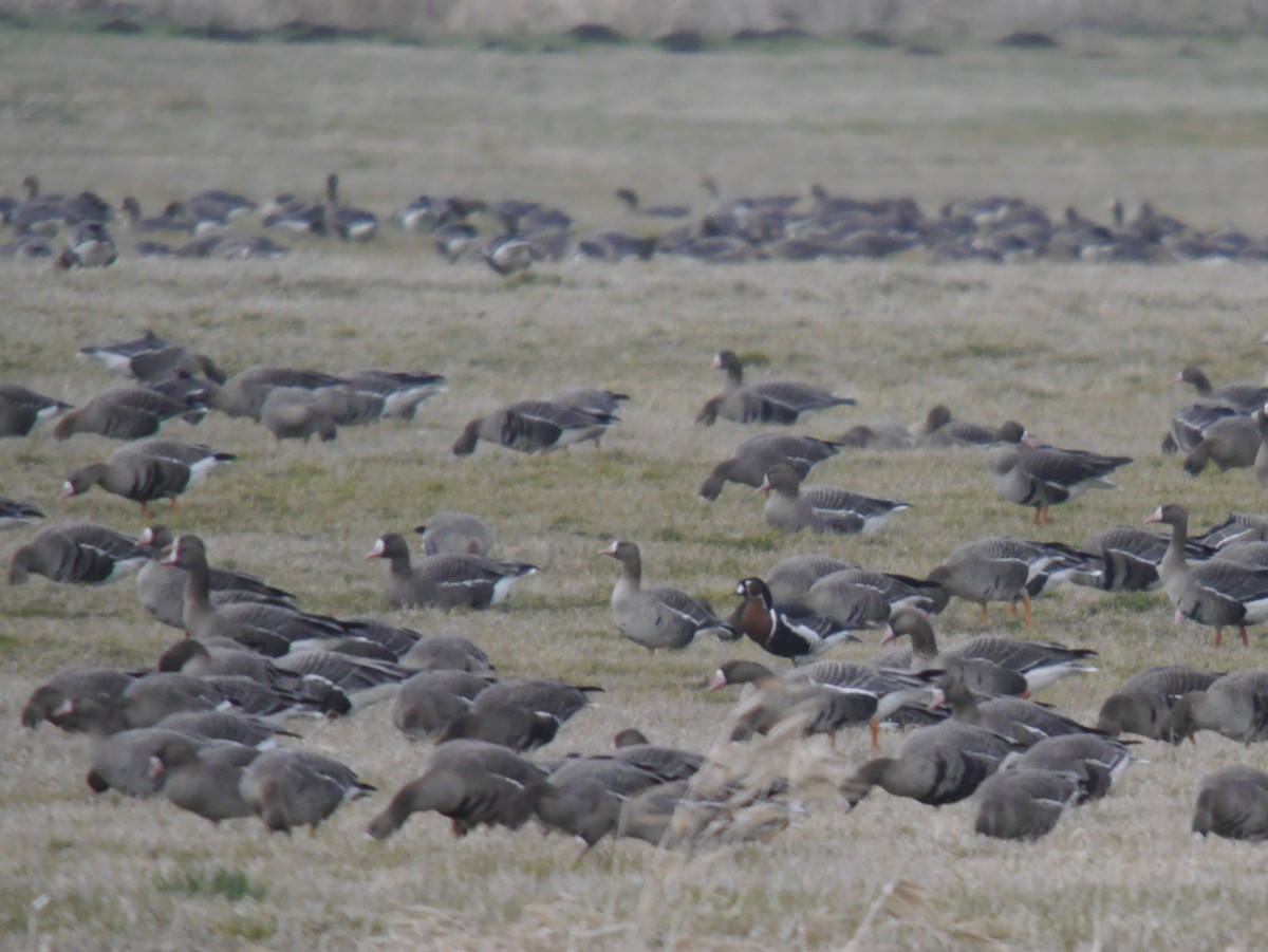 Red-breasted Goose - ML644398976