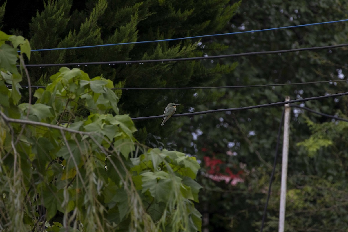 Blue-cheeked Bee-eater - ML644398978