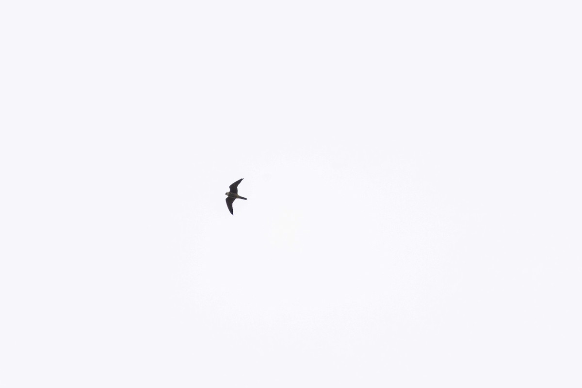 Eurasian Hobby - ML644398979