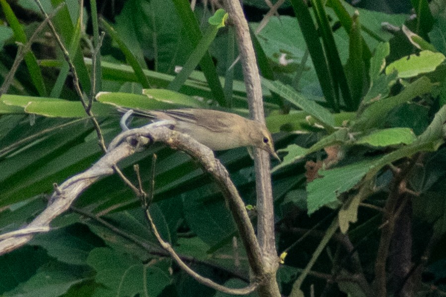 ヒメウタイムシクイ - ML644398981