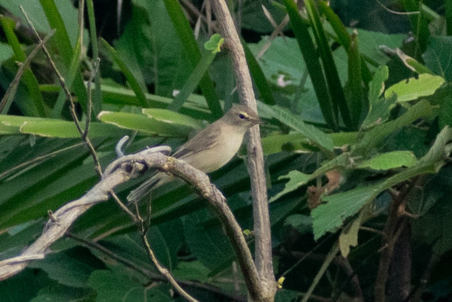 Iduna/Hippolais/Acrocephalus sp. - ML644398982