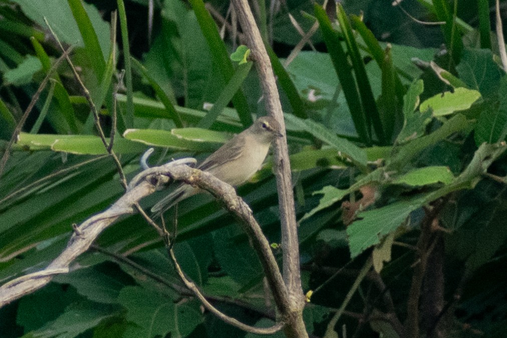 ヒメウタイムシクイ - ML644398983