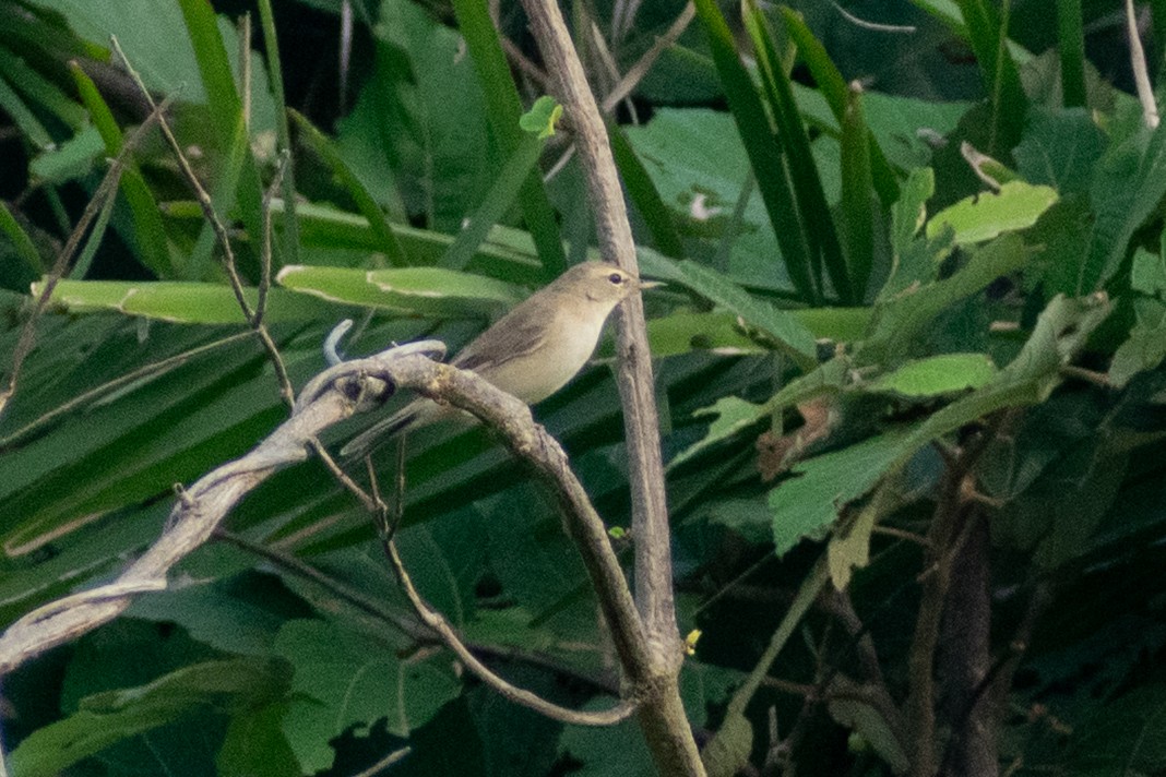 Iduna/Hippolais/Acrocephalus sp. - ML644398984