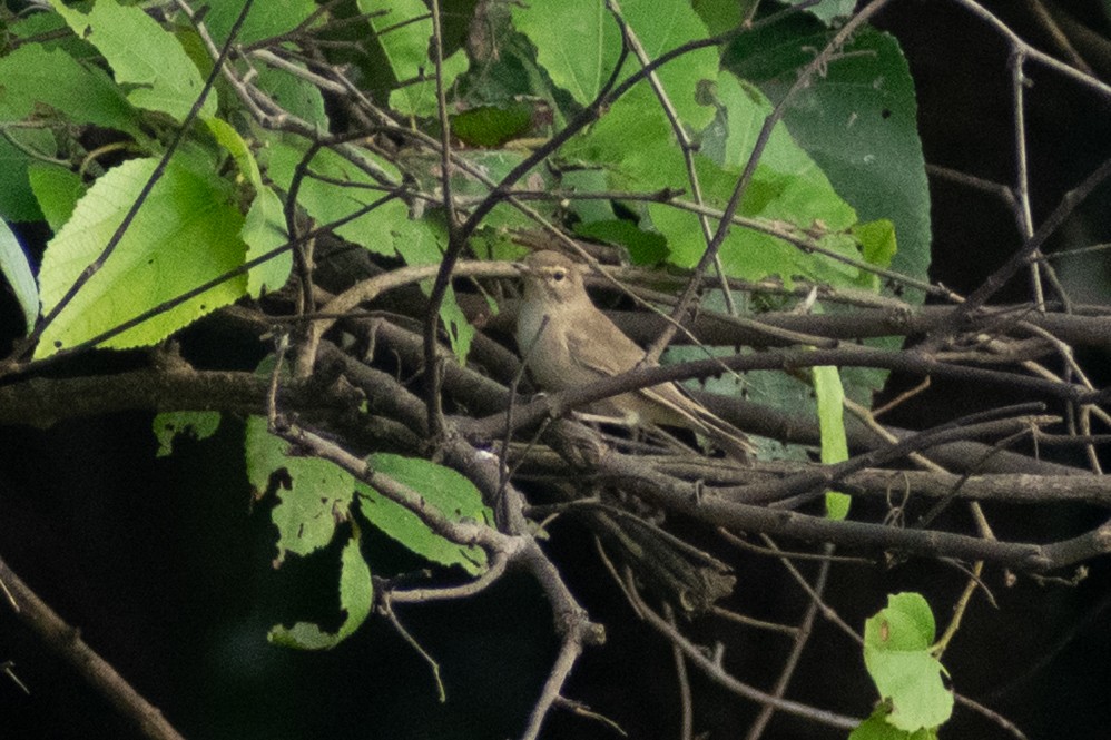 ヒメウタイムシクイ - ML644398985