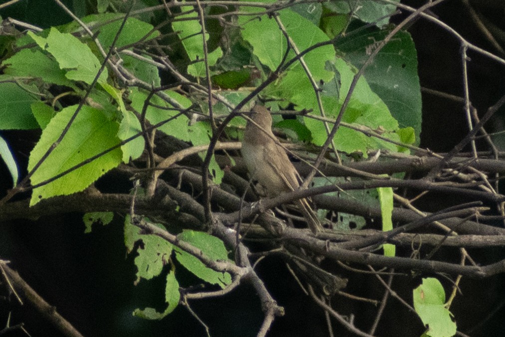 Iduna/Hippolais/Acrocephalus sp. - ML644398986