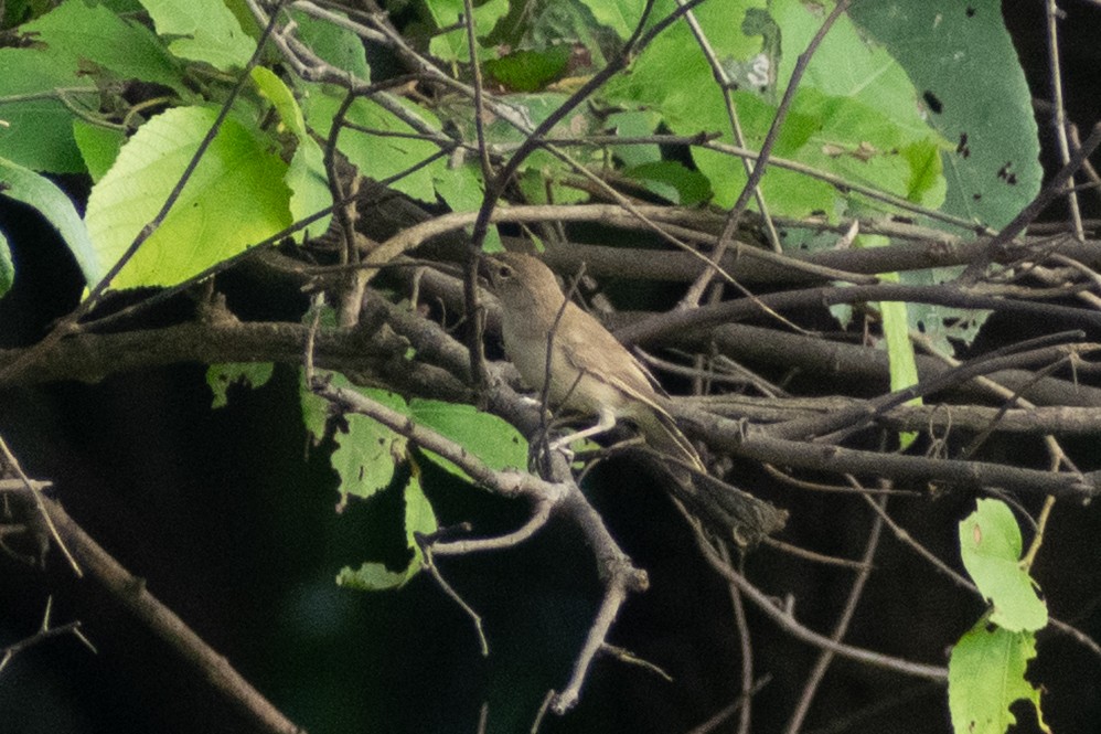 ヒメウタイムシクイ - ML644398987