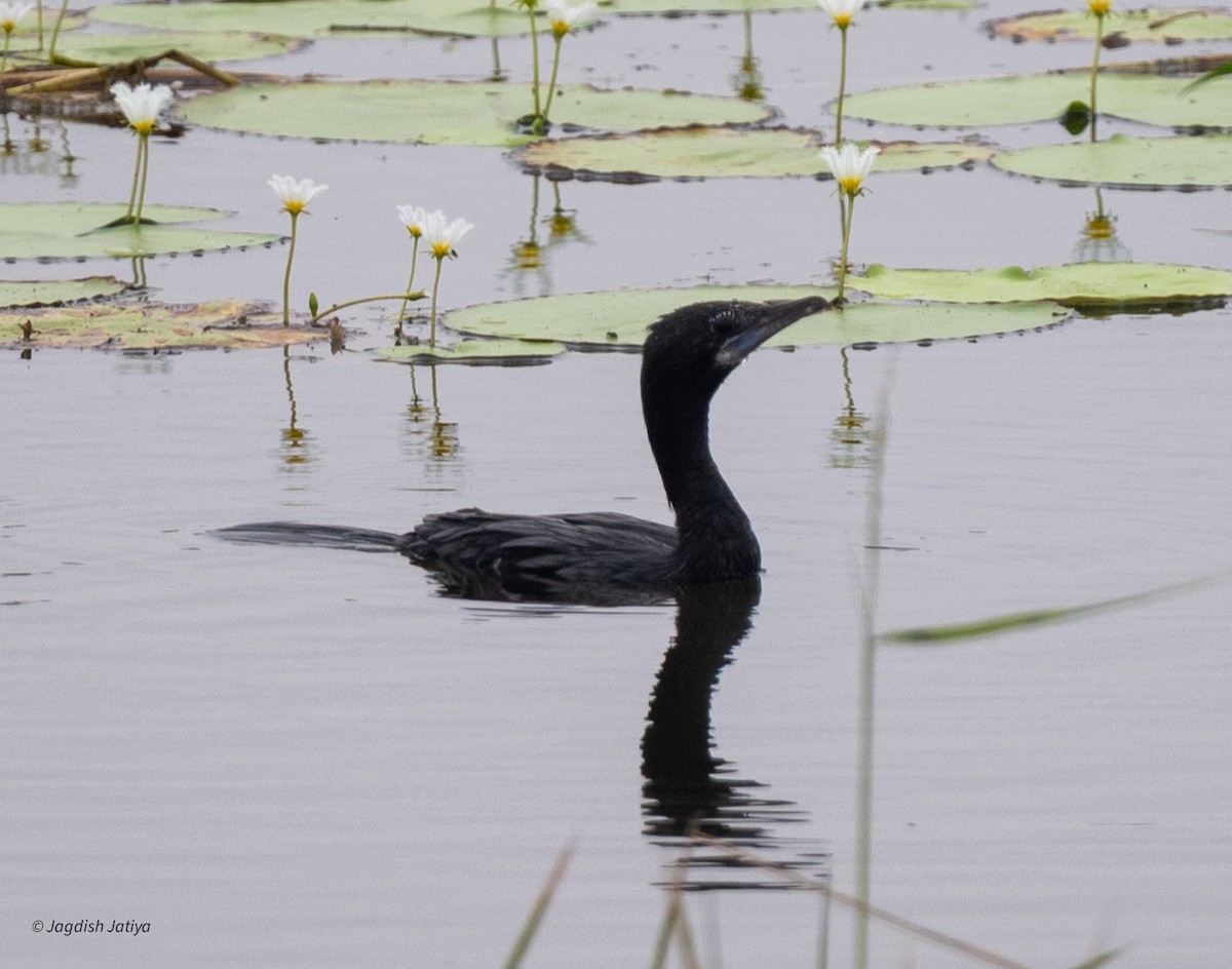 orientdvergskarv - ML644398988