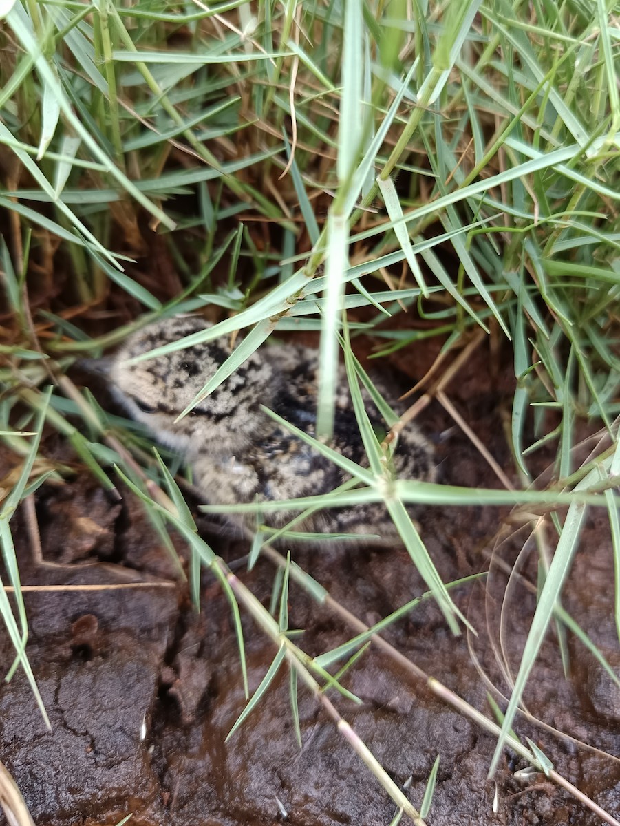 Red-capped Plover - ML644399002