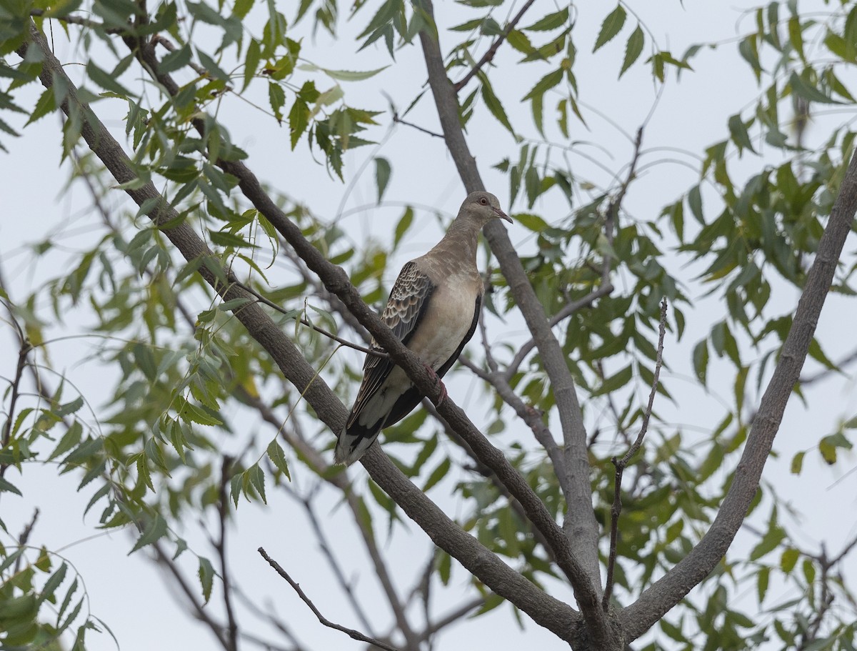 Oriental Turtle-Dove - ML644399025