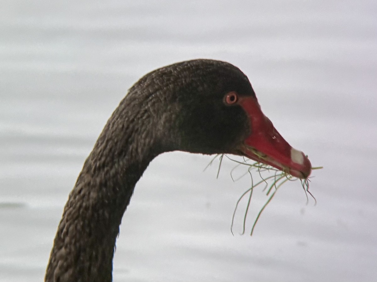 Black Swan - ML644399028