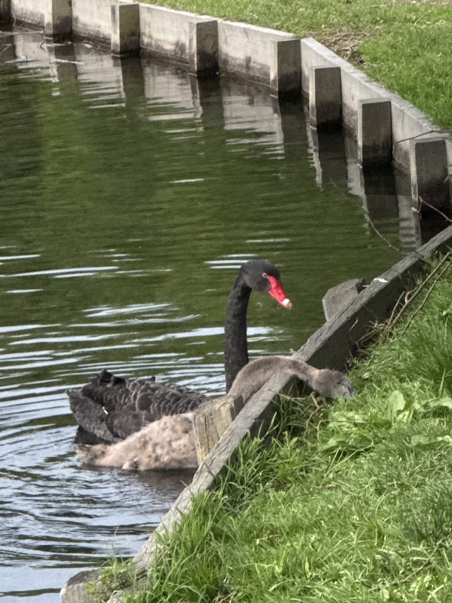 Black Swan - ML644399029