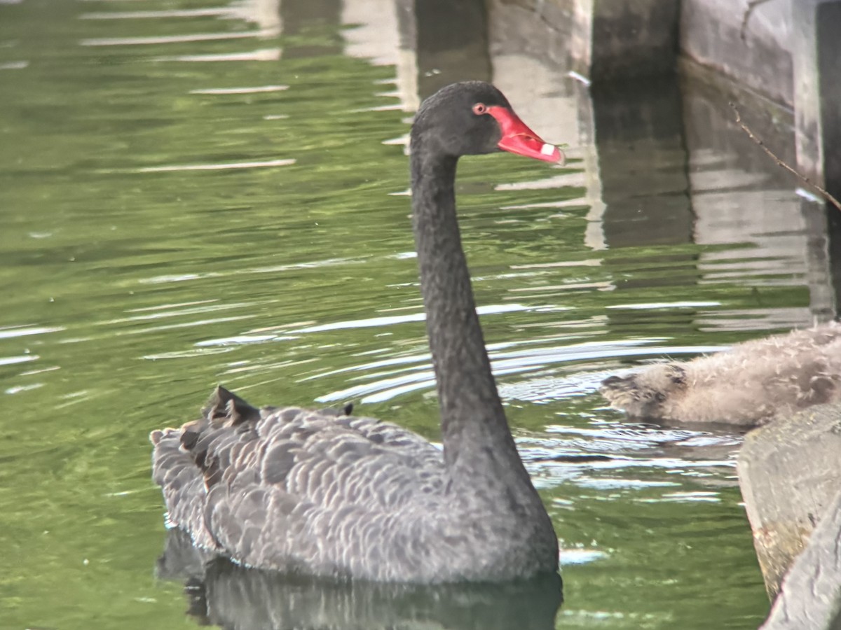 Black Swan - ML644399030