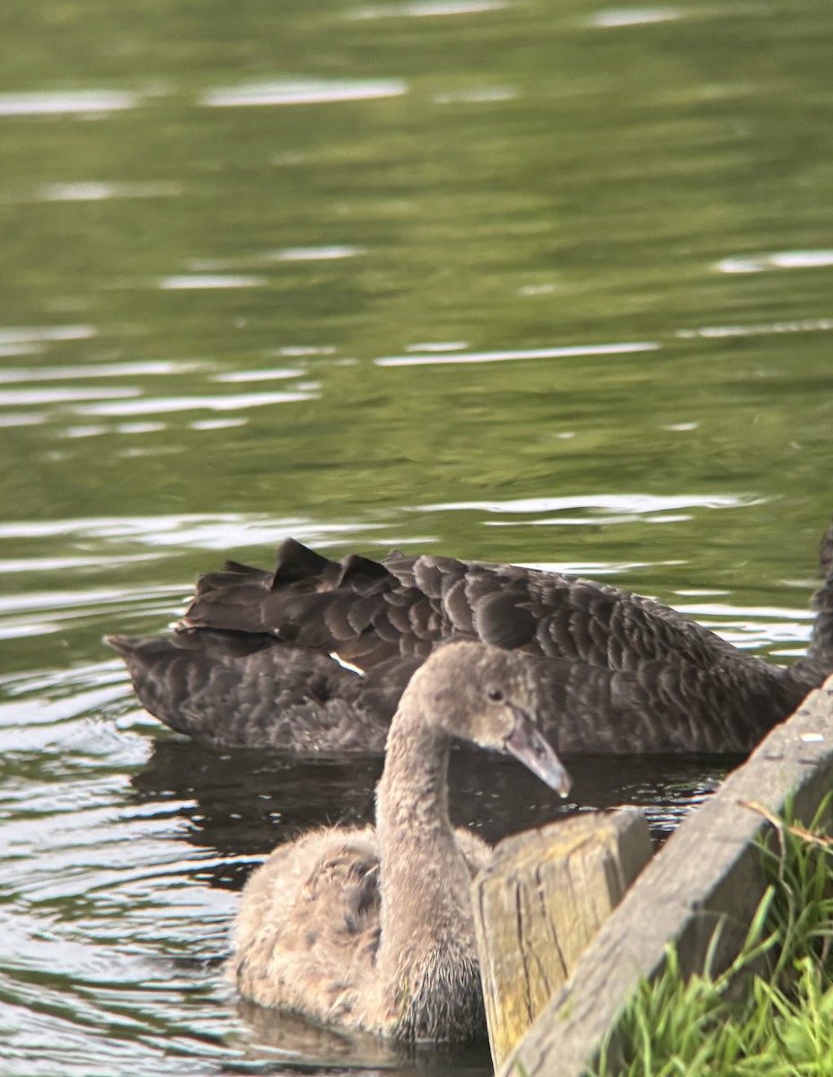 Black Swan - ML644399031