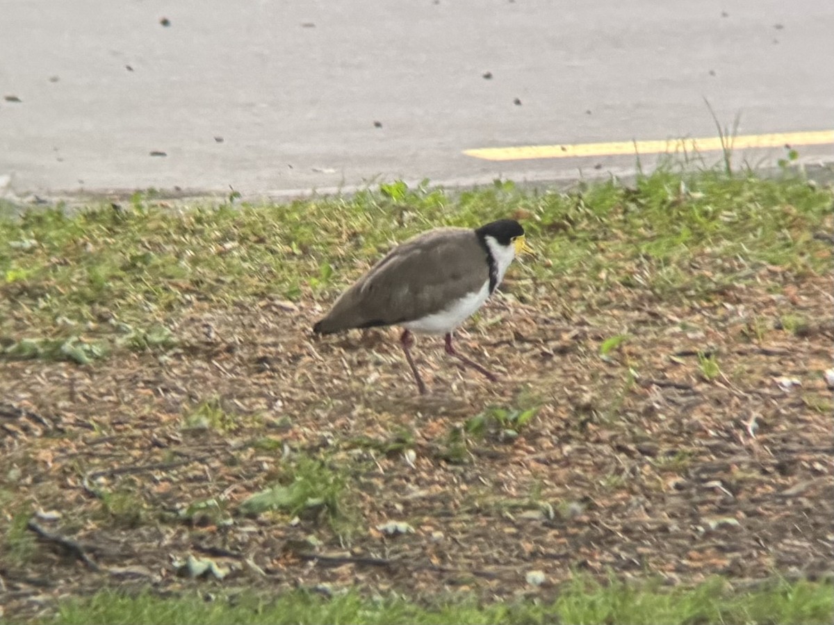 Masked Lapwing - ML644399035