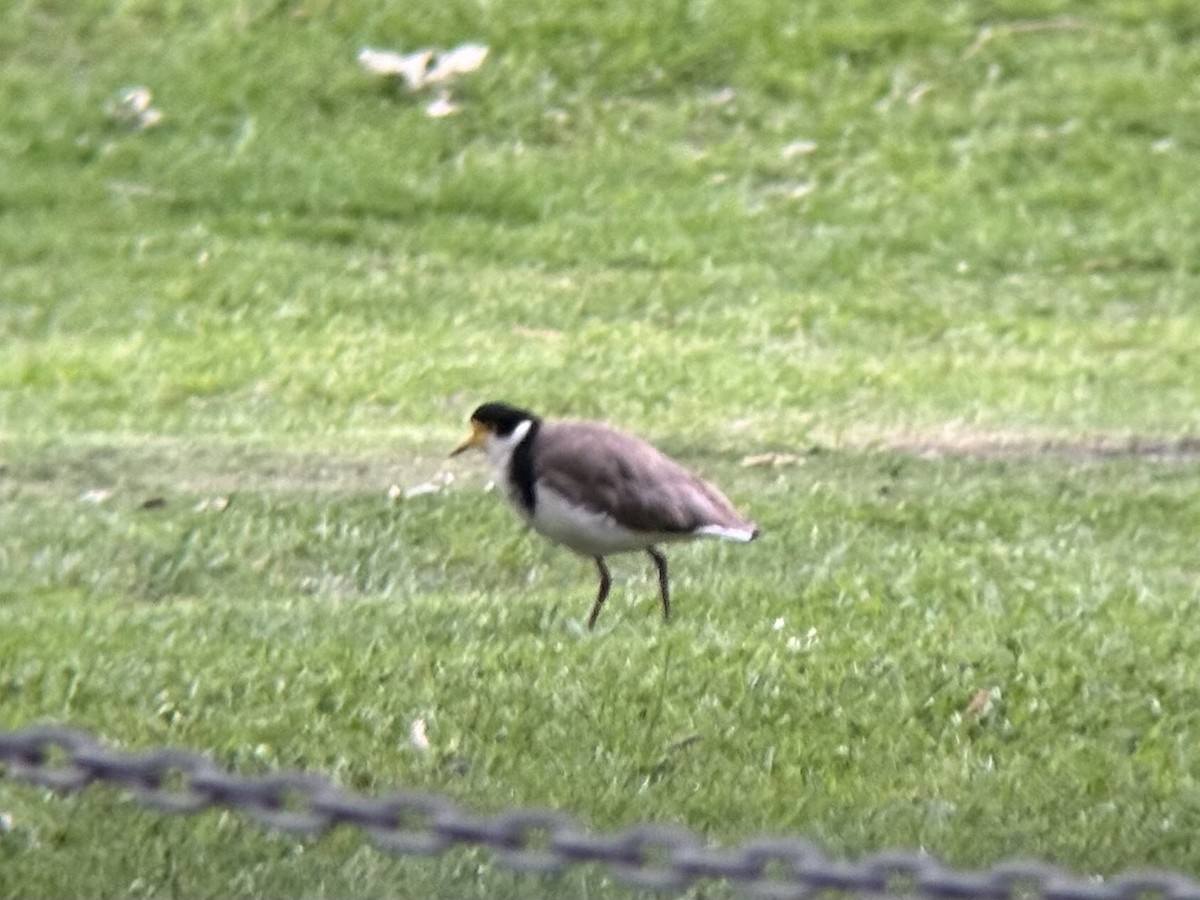 Masked Lapwing - ML644399036