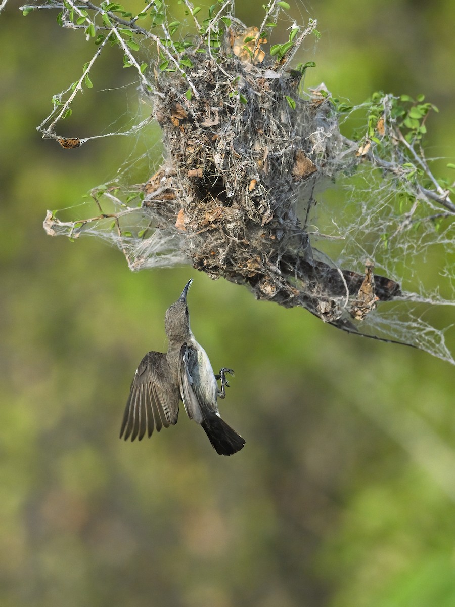 Purple Sunbird - ML644399037