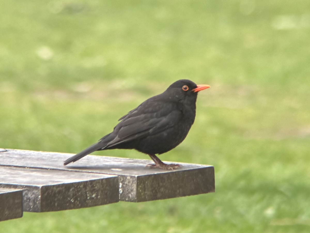 Eurasian Blackbird - ML644399040