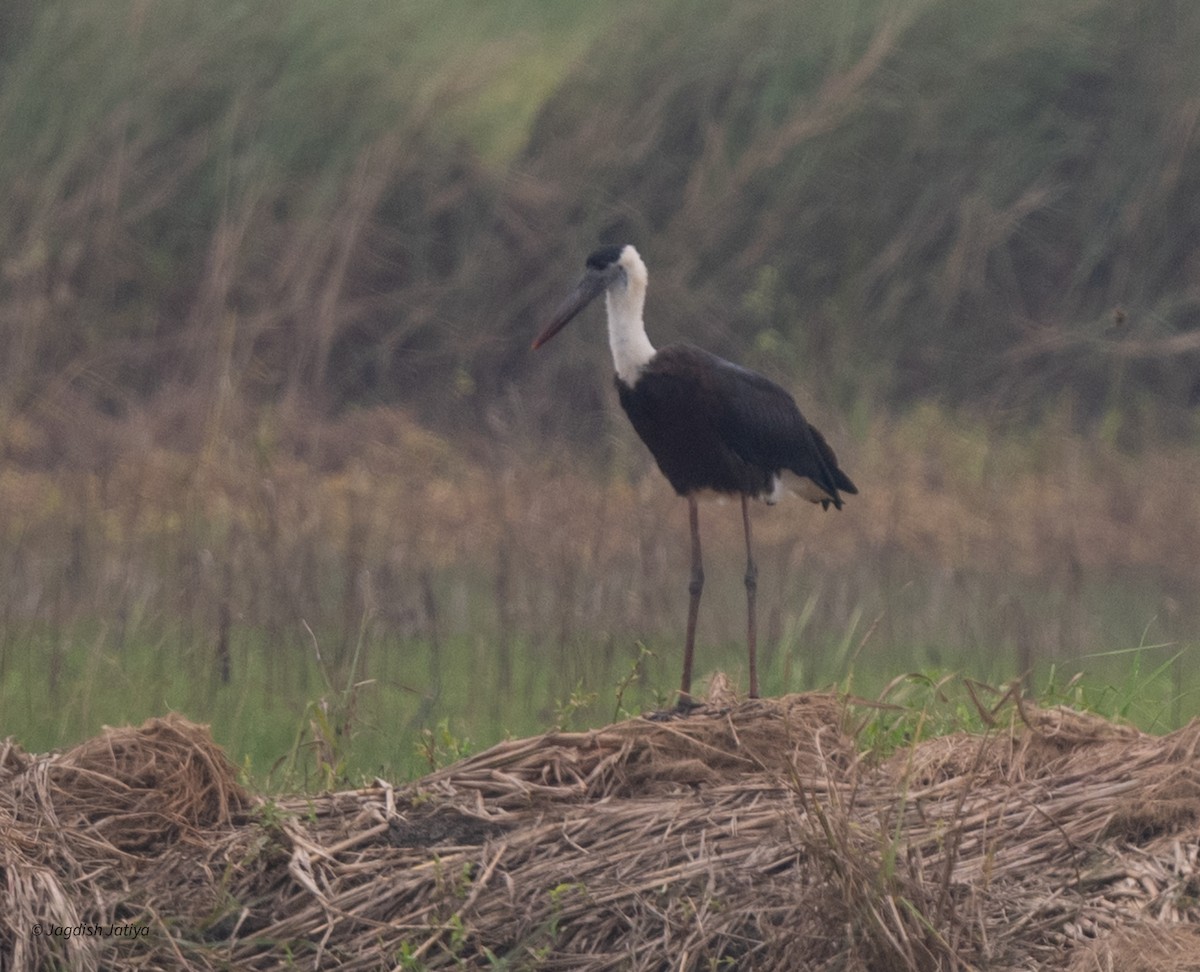 Asian Woolly-necked Stork - ML644399049