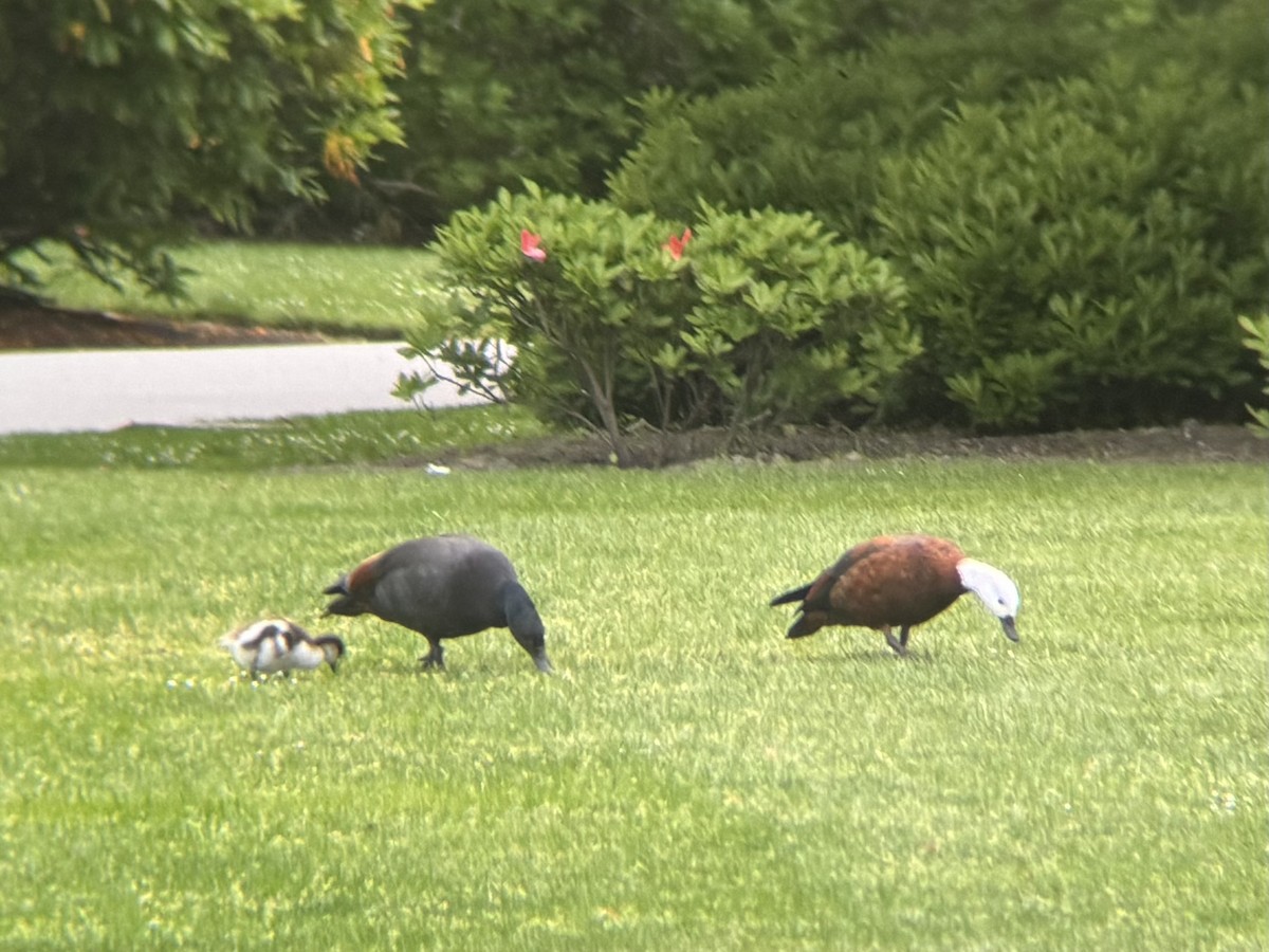 Paradiesgans - ML644399051