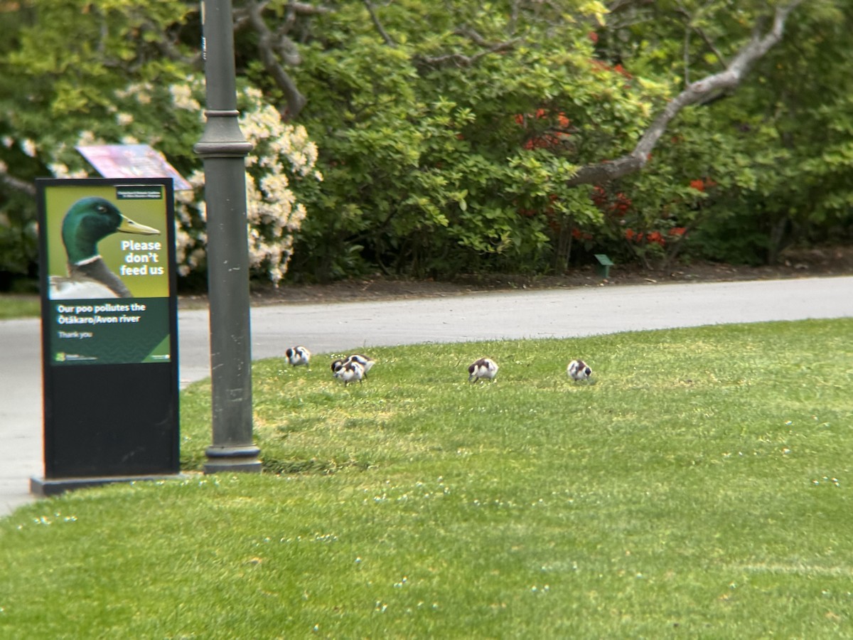 Paradiesgans - ML644399052