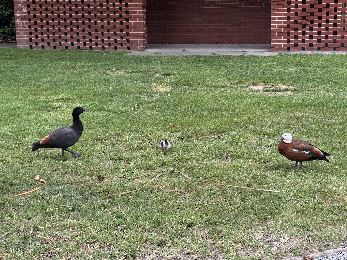 Paradiesgans - ML644399053