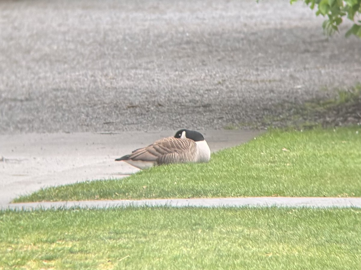 Казарка канадська - ML644399058