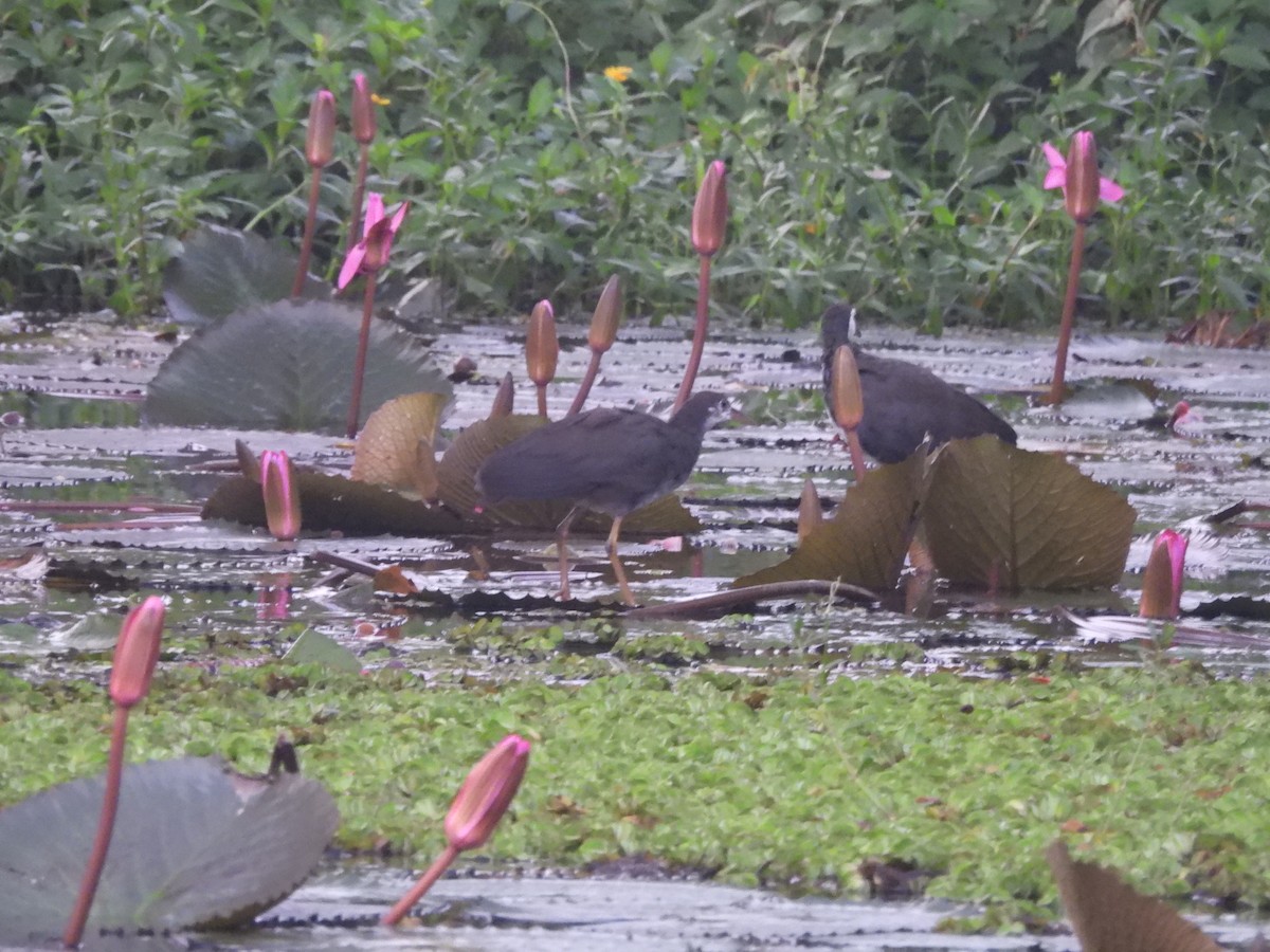White-breasted Waterhen - ML644399061