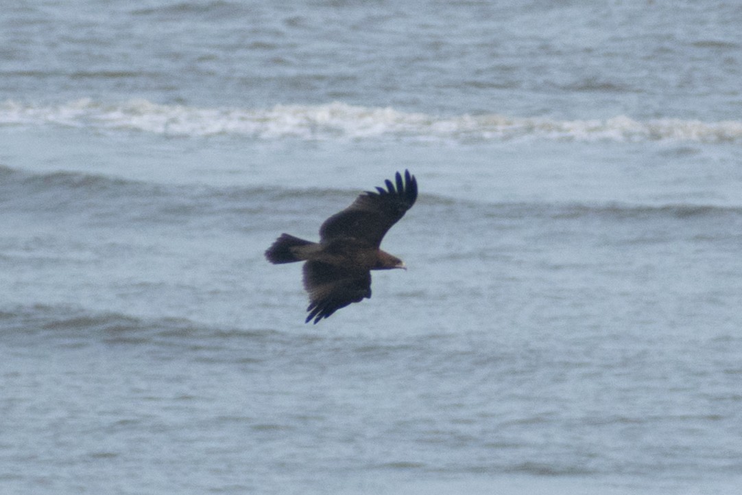 Indian Spotted Eagle - ML644399064